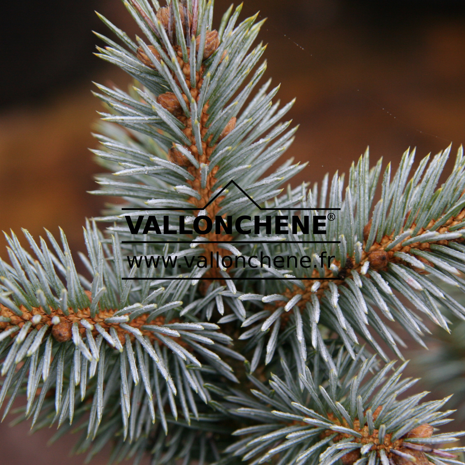 PICEA pungens ‘St. Mary’s Broom’ en Novembre