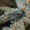 PICEA pungens 'The Blues' en Avril