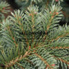 PICEA pungens ‘Waldbrunn’ en Novembre