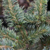 PICEA sitchensis ‘Glenn Mason’ en Janvier