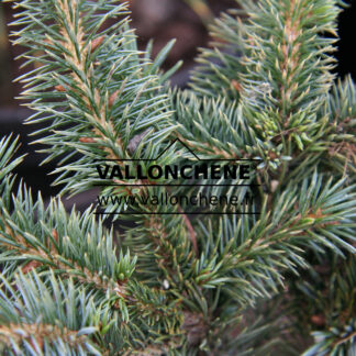 PICEA sitchensis 'Glenn Mason' en Janvier