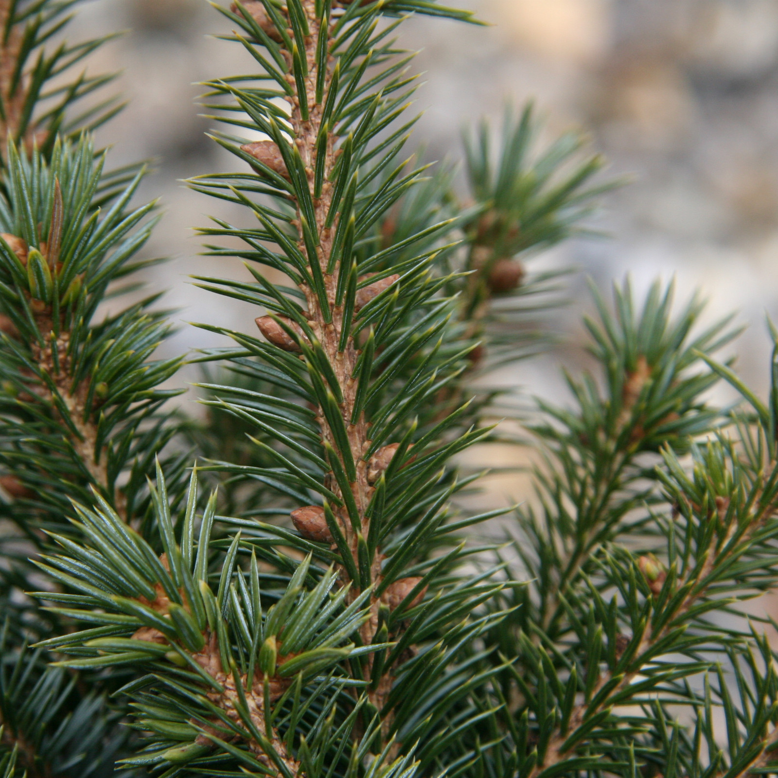 PICEA sitchensis 'Glenn Mason' en Mars