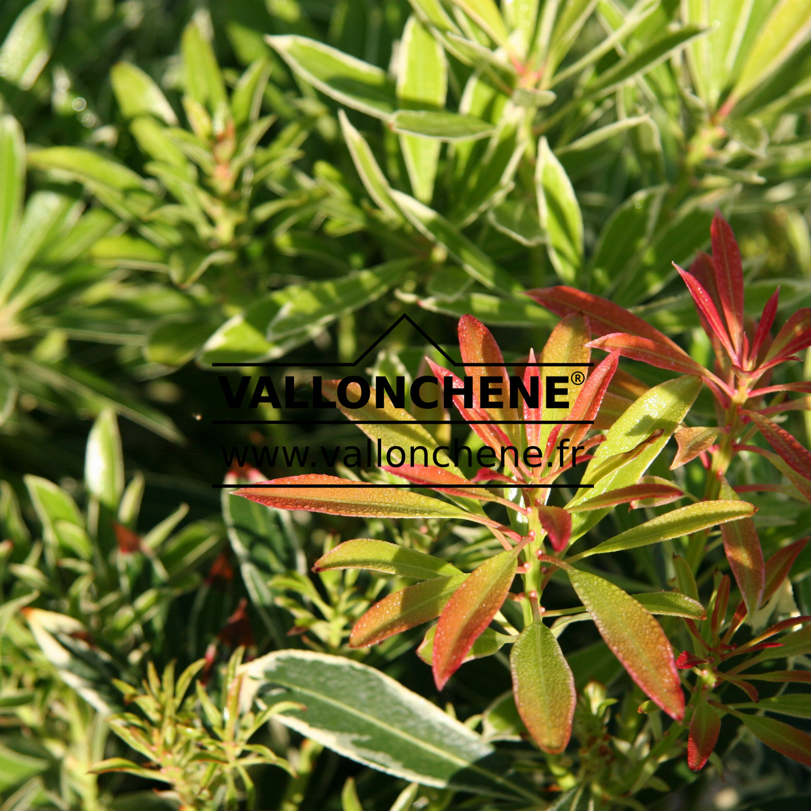 PIERIS ‘Flaming Silver’