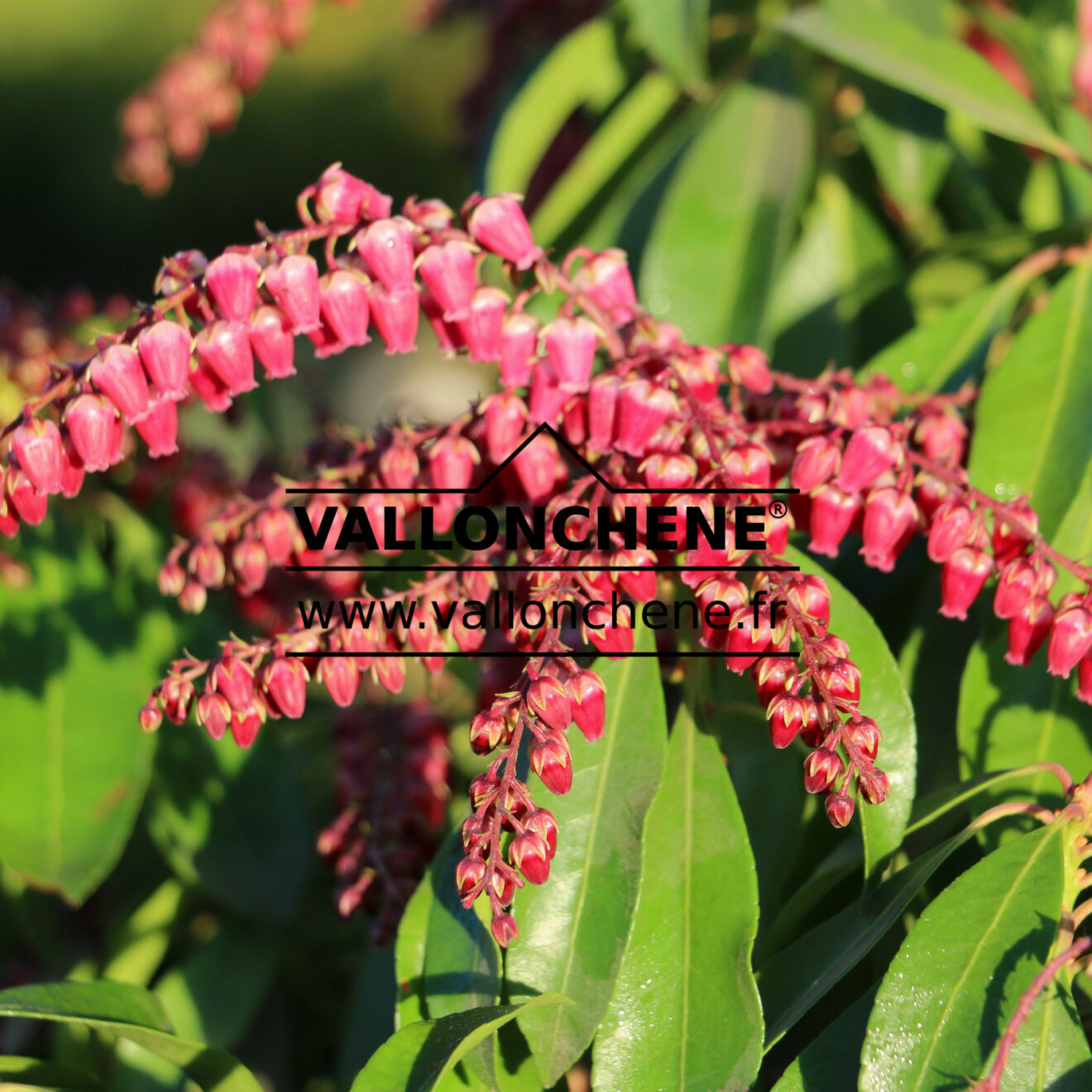 Pieris Japonica Valley Valentine