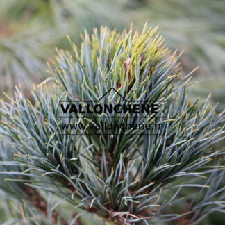 PINUS cembra 'Compacta Glauca' en Mars