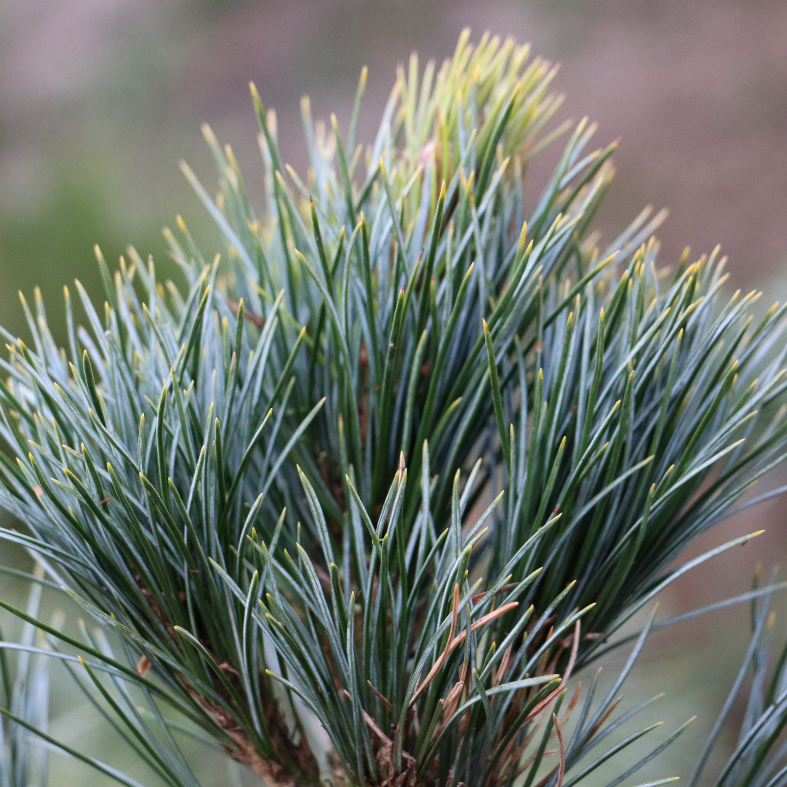 PINUS cembra ‚Compacta Glauca‘ en Mars