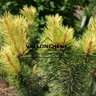 PINUS contorta 'Taylor's Sunburst' en Juin