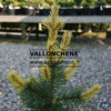 PINUS contorta 'Taylor's Sunburst' en Mai