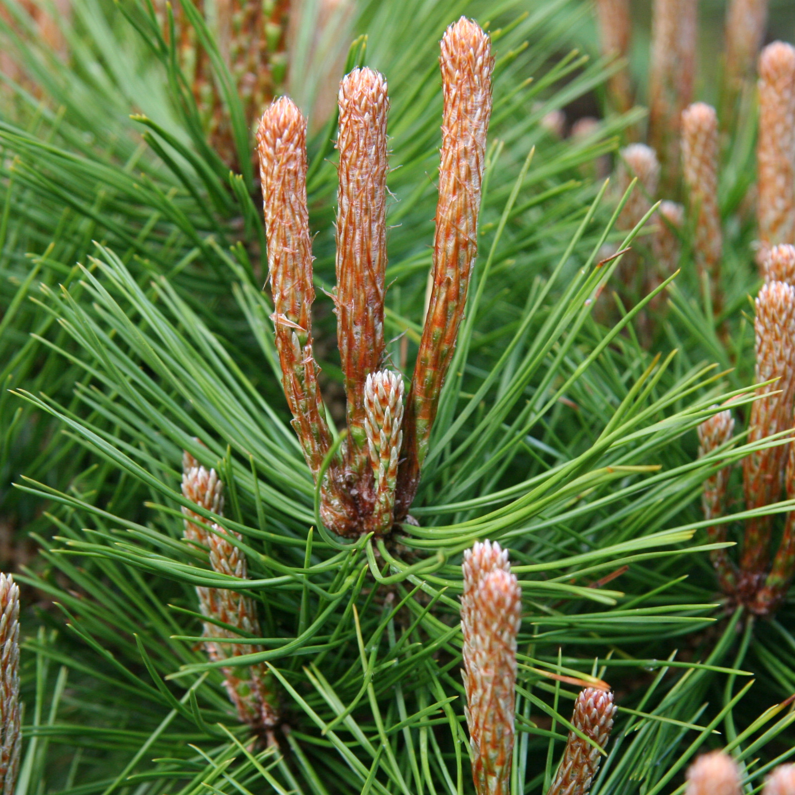 PINUS densiflora ‚Low Glow‘ en Mai