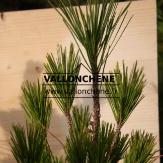 PINUS densiflora 'Umbraculifera' (Japanese red pine)