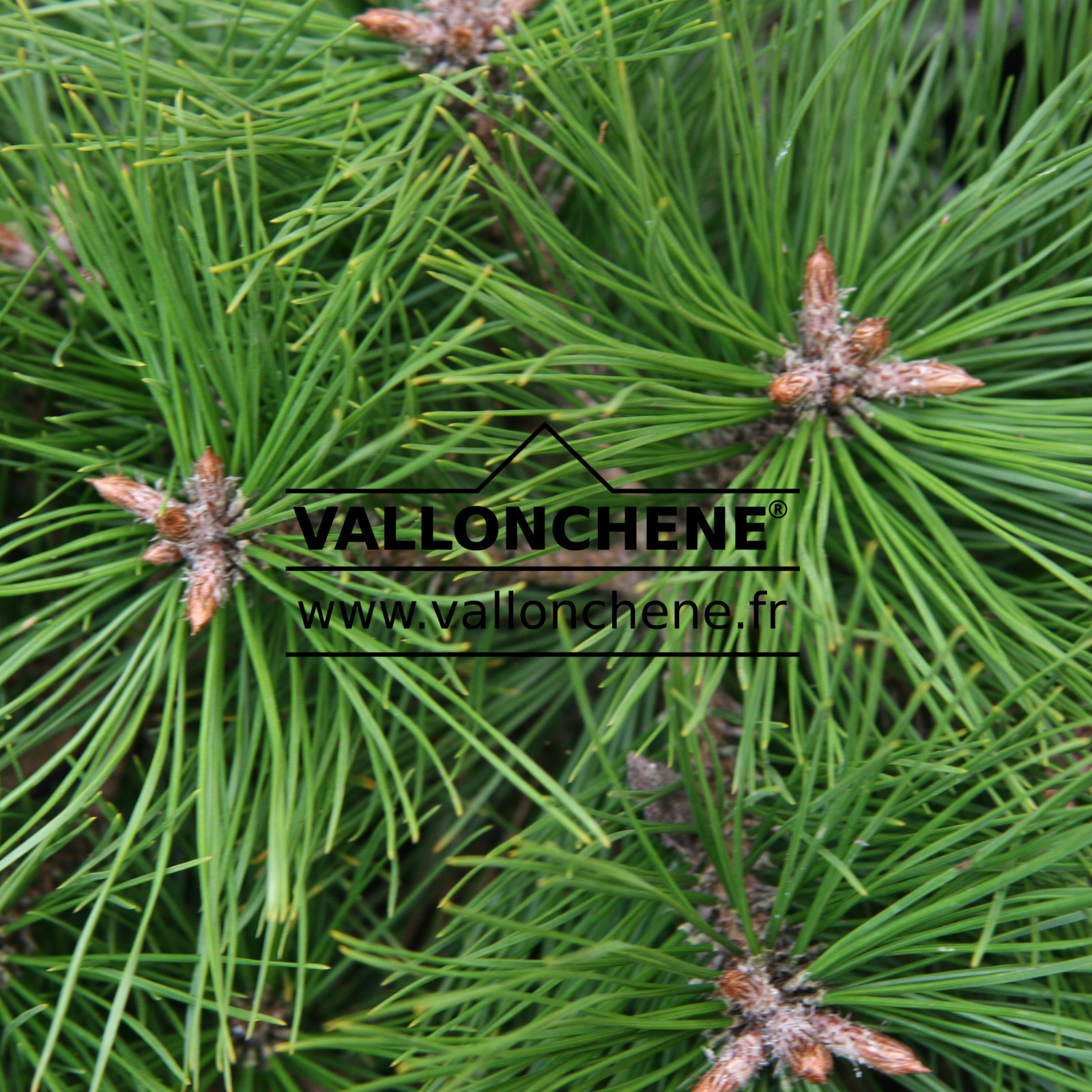 PINUS densiflora ‘Vibrant’