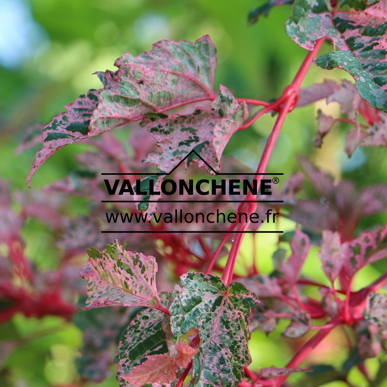 ACER conspicuum ‘Red Flamingo’ en Septembre