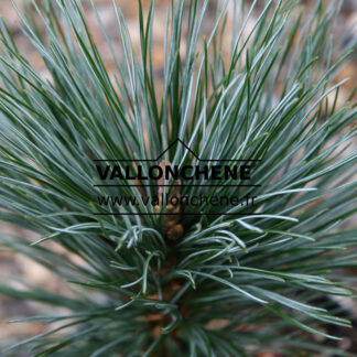 PINUS flexilis 'Vanderwolf's Pyramid'