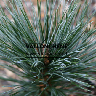 PINUS flexilis 'Vanderwolf's Pyramid' en Octobre