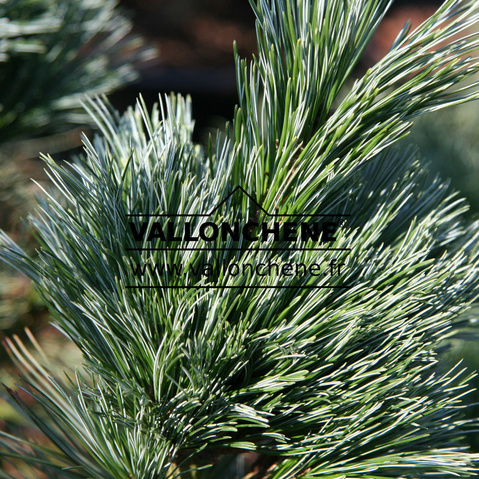 PINUS flexilis ‘Vanderwolf’s Pyramid’ en Février