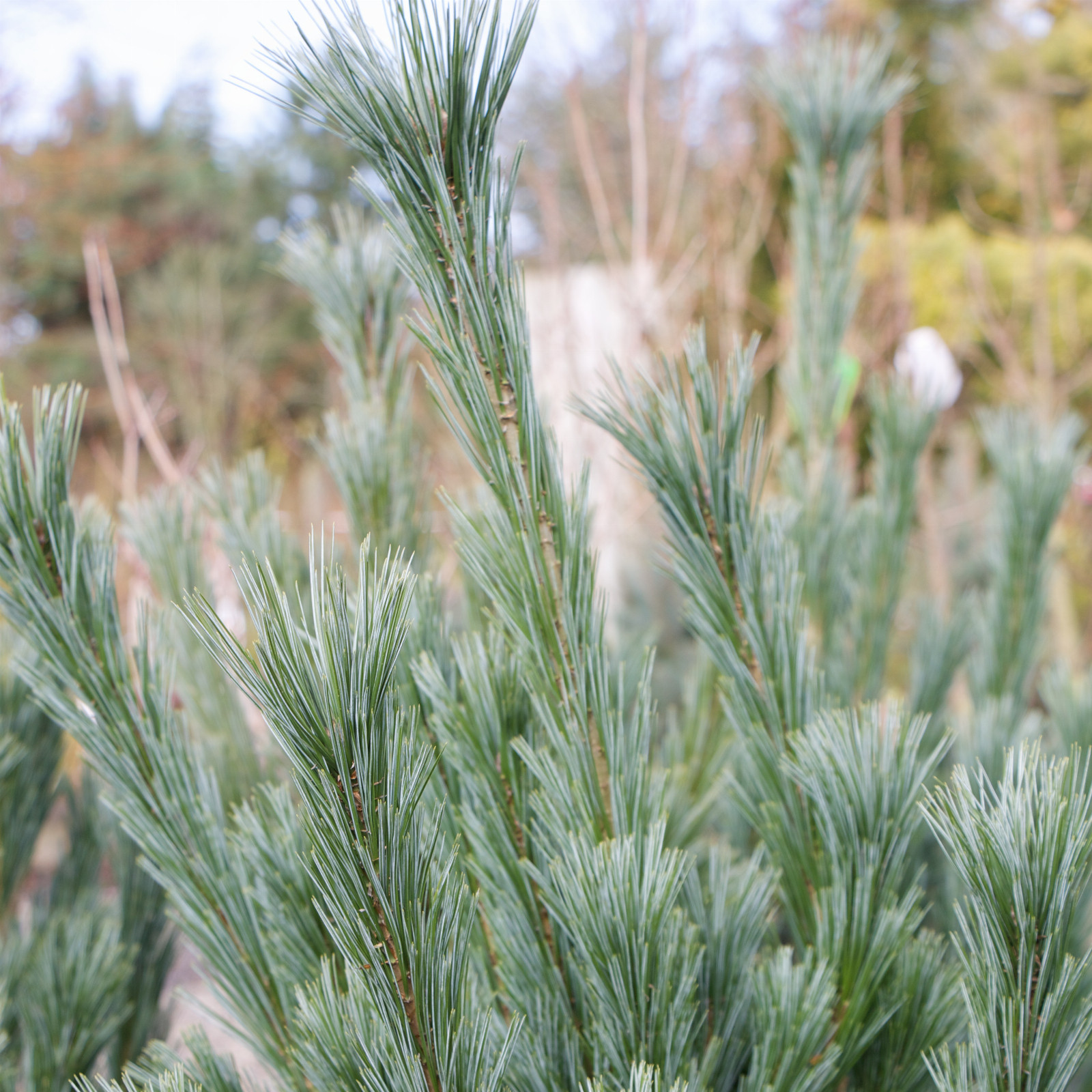 PINUS flexilis 'Vanderwolf's Pyramid' en Mars