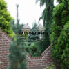 PINUS flexilis ‘Vanderwolf’s Pyramid’ en Octobre