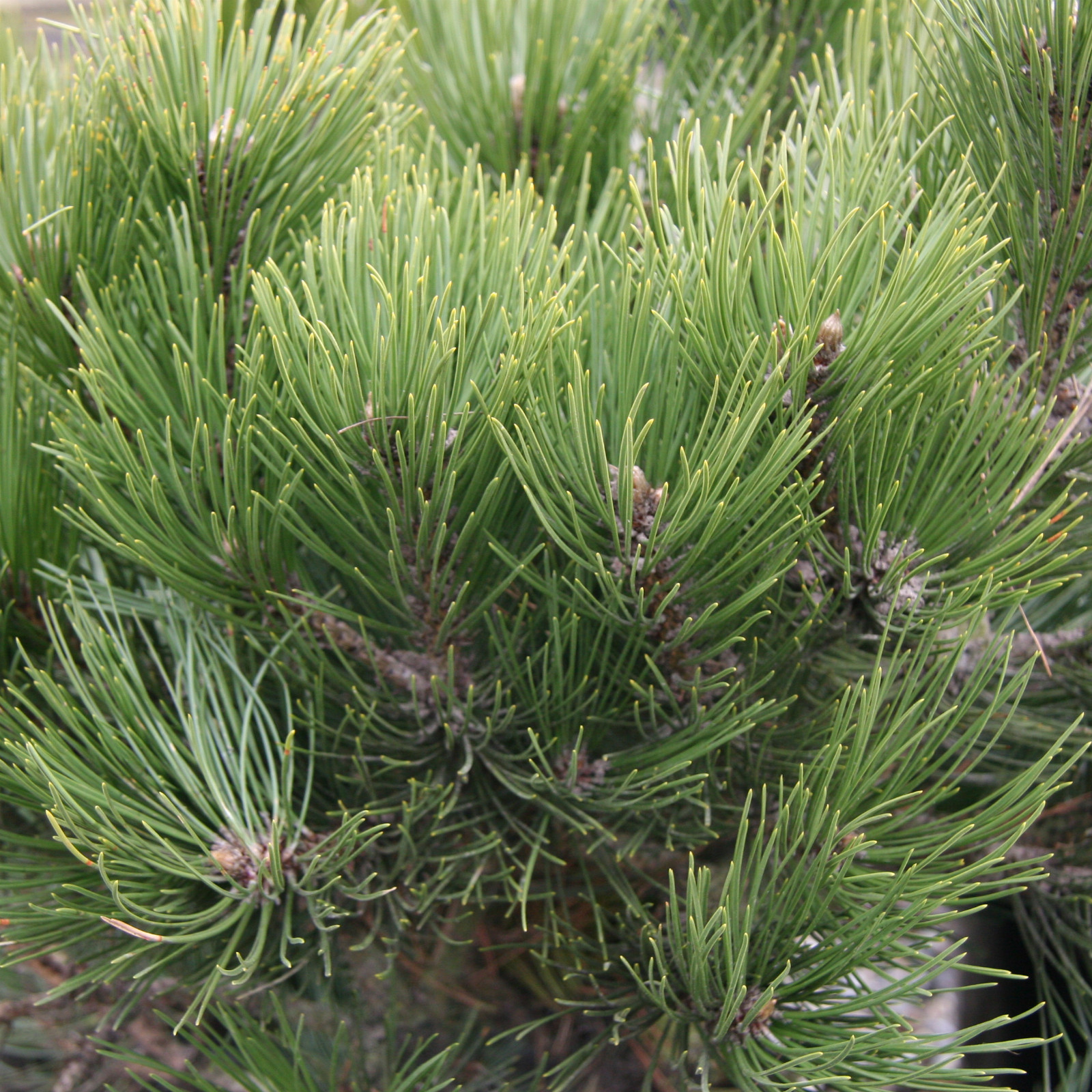 PINUS heldreichii 'Compact Gem' en Mars