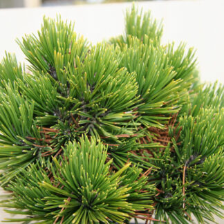 PINUS heldreichii 'Pirin 3' en Décembre