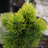 PINUS heldreichii ‘Pirin 3’ en Avril