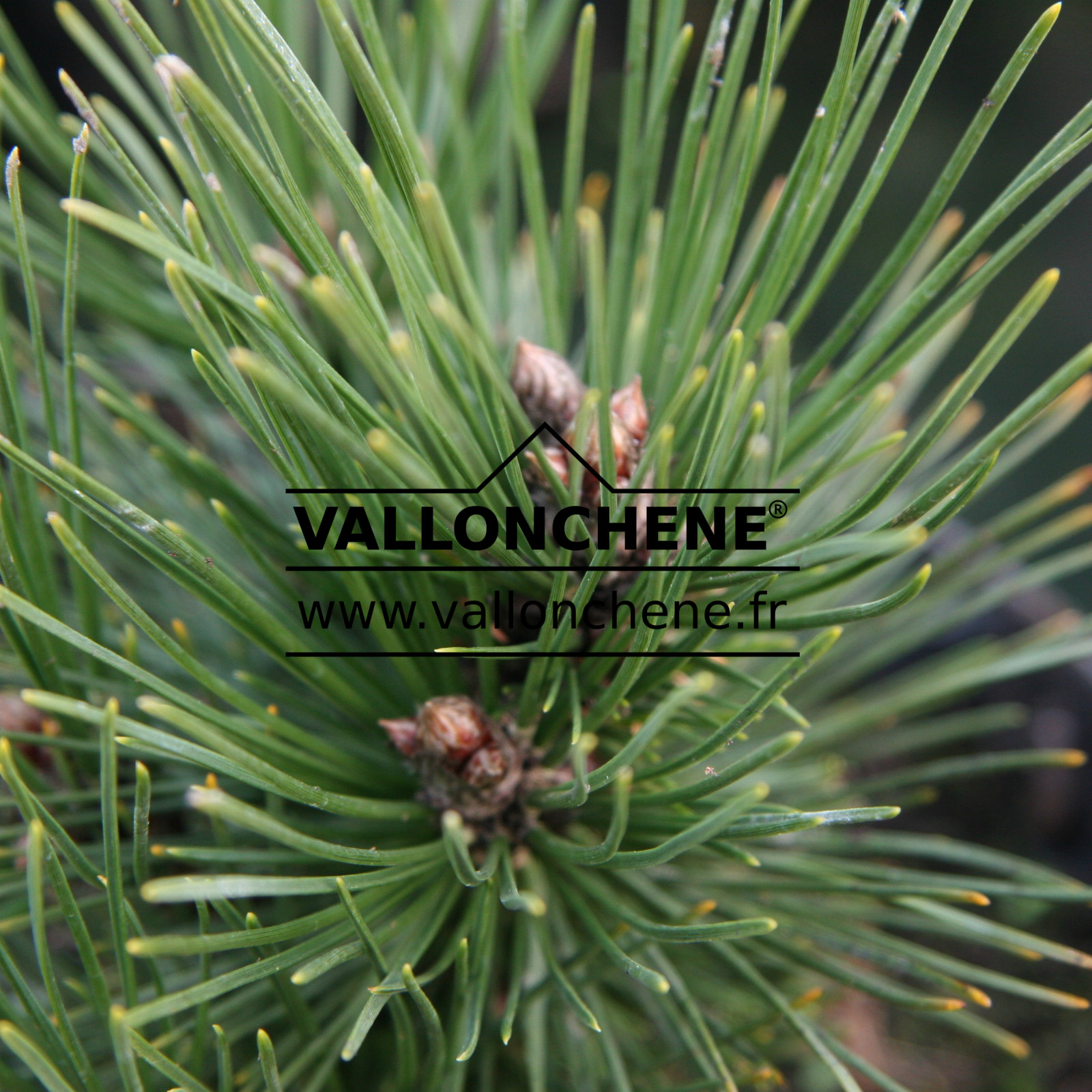 PINUS heldreichii ‚Pirin 3‘ en Janvier