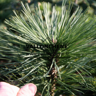 PINUS jeffreyi 'Joppi' en Février