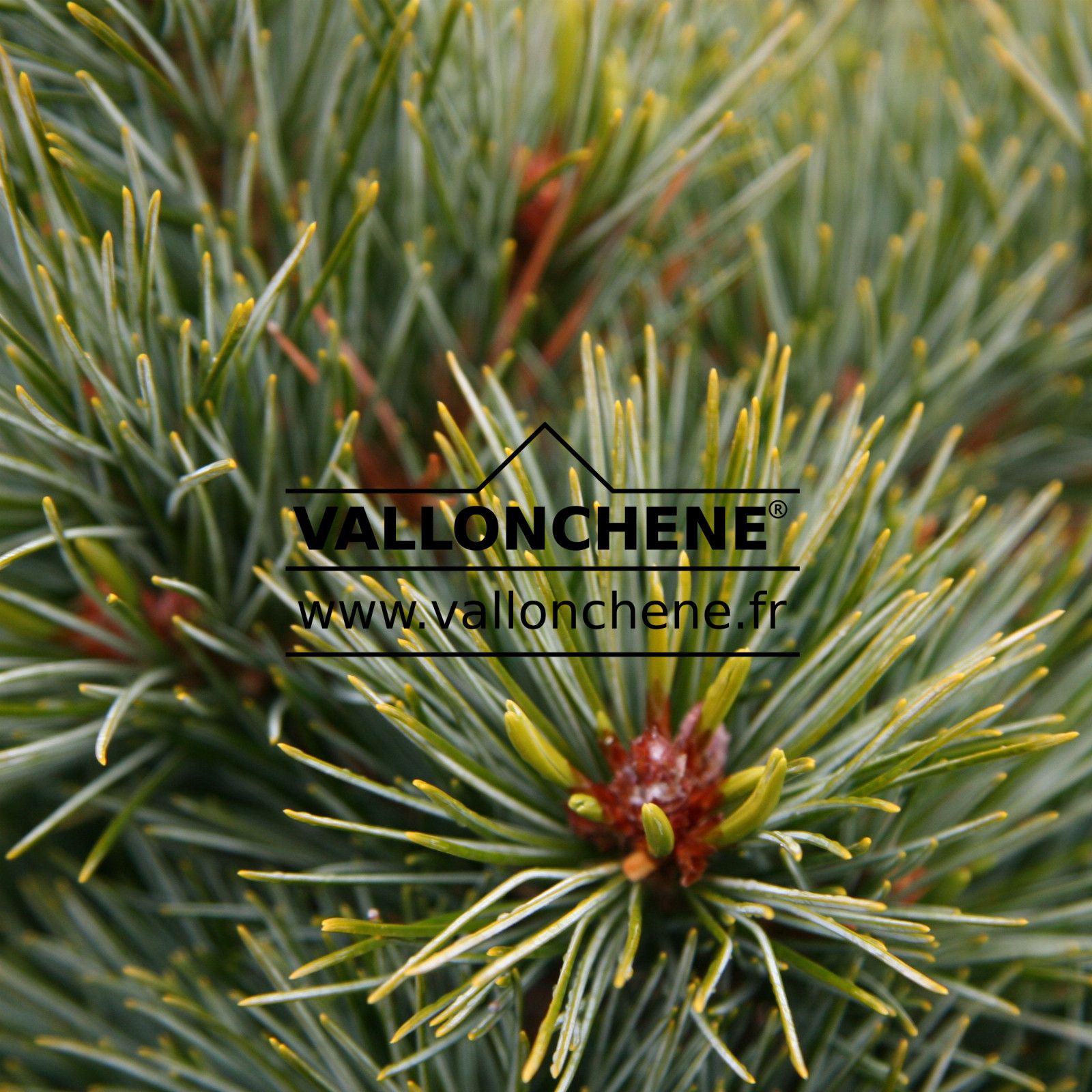 PINUS koraiensis 'Blue Ball' en Novembre