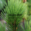 PINUS leucodermis ‘Little Dracula’ en Octobre