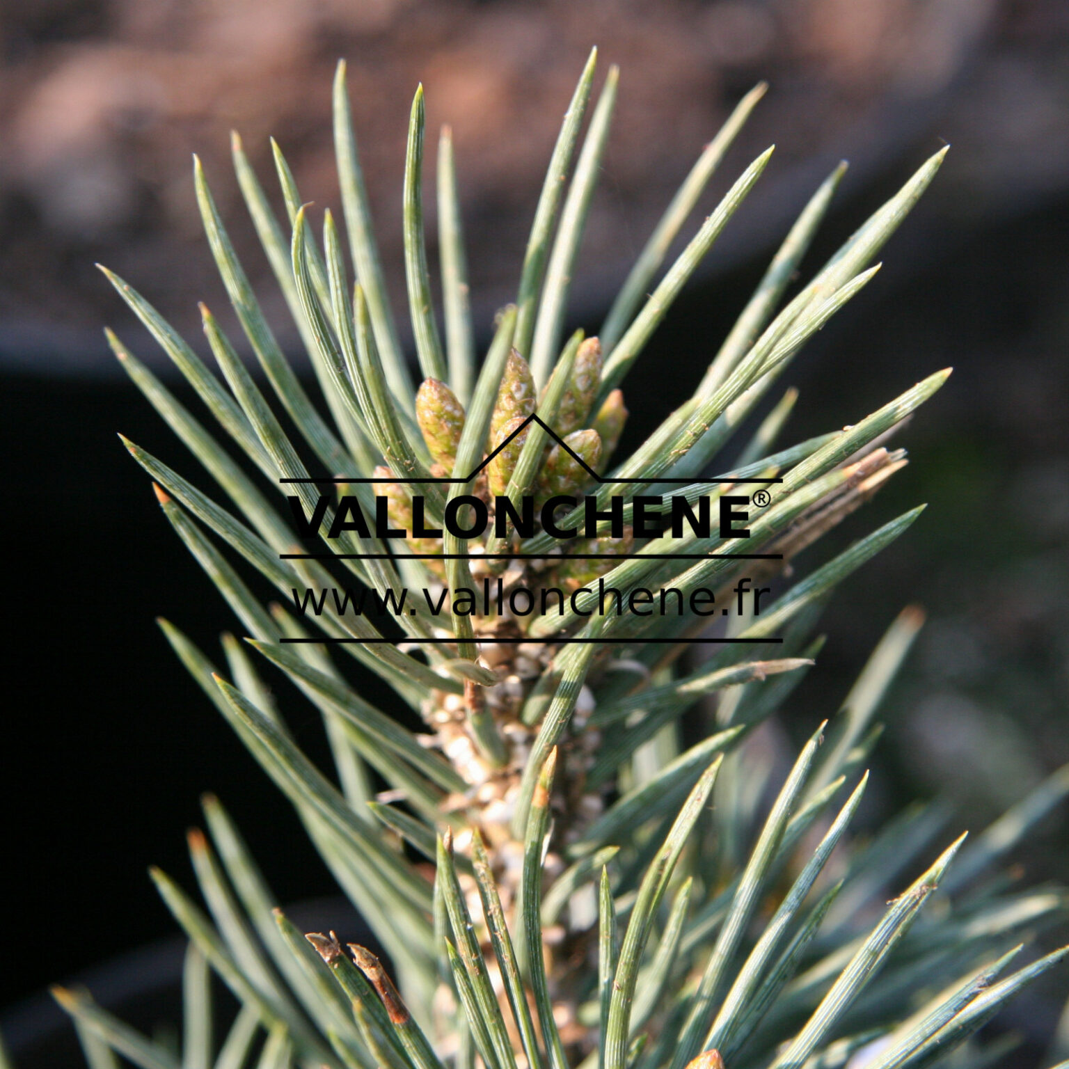PINUS monophylla 'Wrinkle' singleleaf pinyon pine