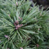 PINUS mugo ‚Benjamin‘ en Janvier