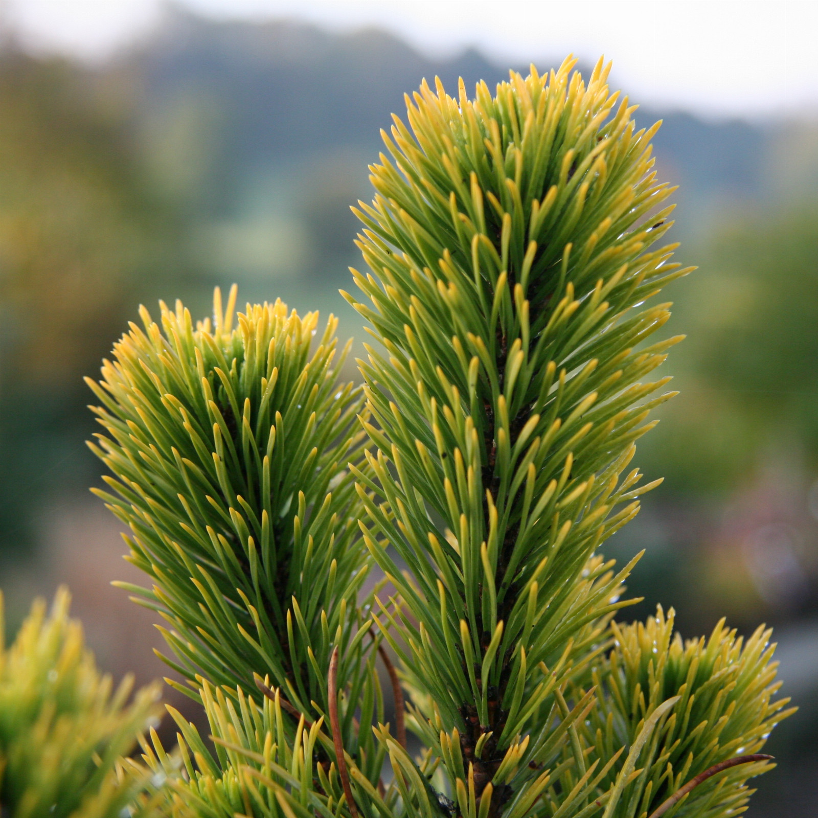 Pin Mugo Carsten - Pinus Mugo Carstens Wintergold - Conifère Nain Persistant - Pot 2,5L, Hauteur 20/30 Cm - Exposition Soleil, Sol Drainé