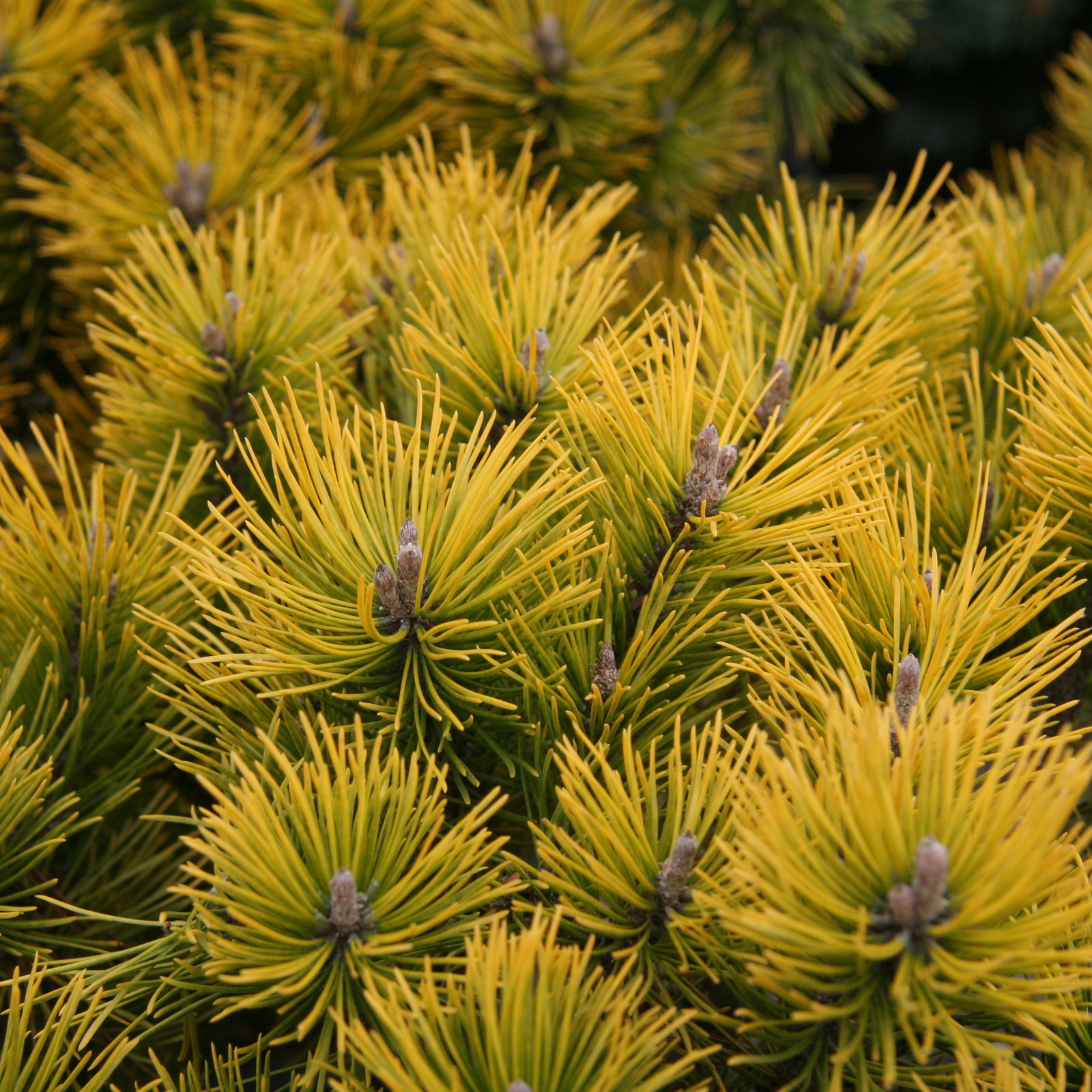 PINUS mugo ‚Golden Glow‘ en Mars