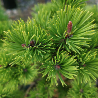 PINUS mugo 'Gold Star' en Septembre