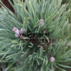 PINUS mugo 'Krauskopf' en Mars