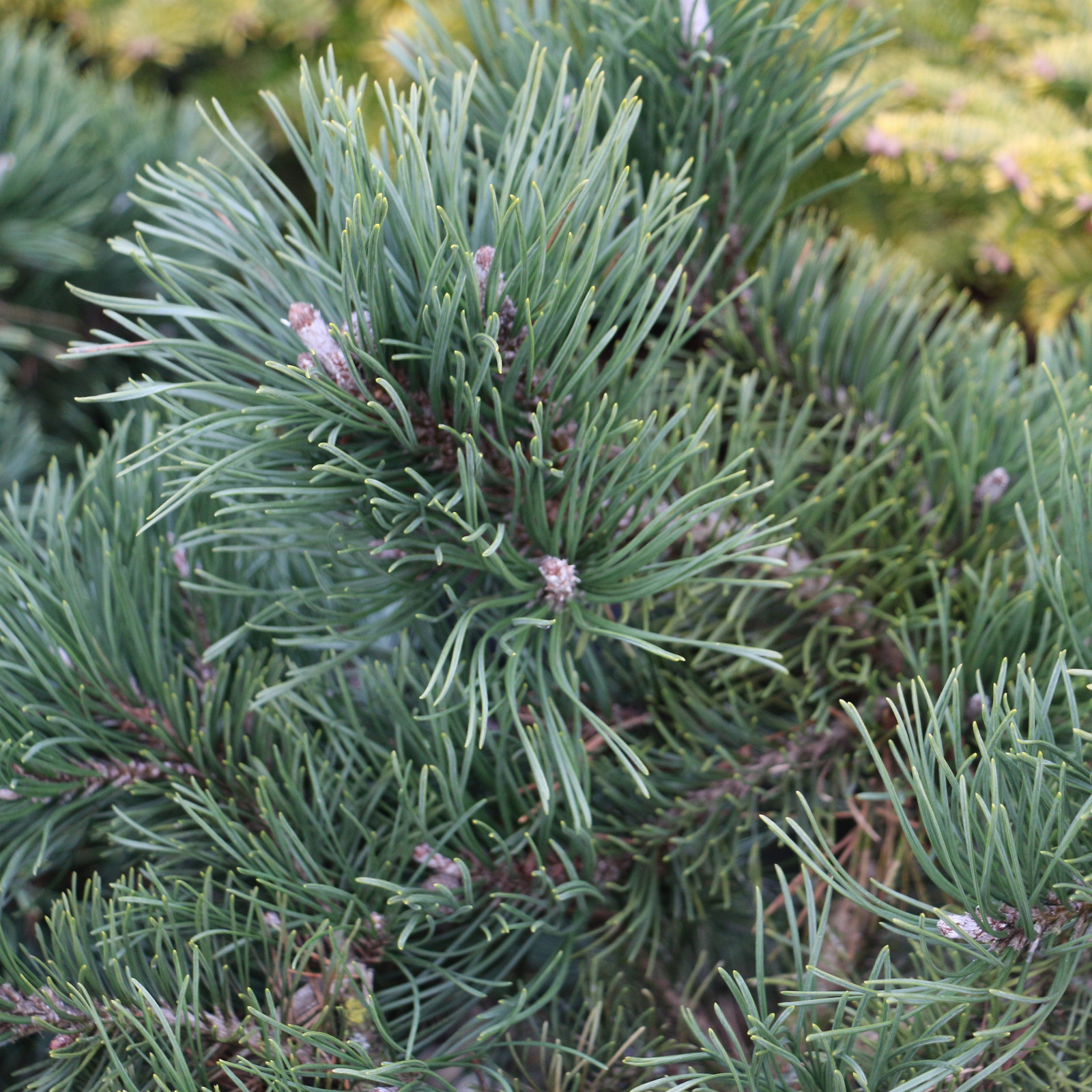 PINUS mugo ‚Krauskopf‘ en Mars