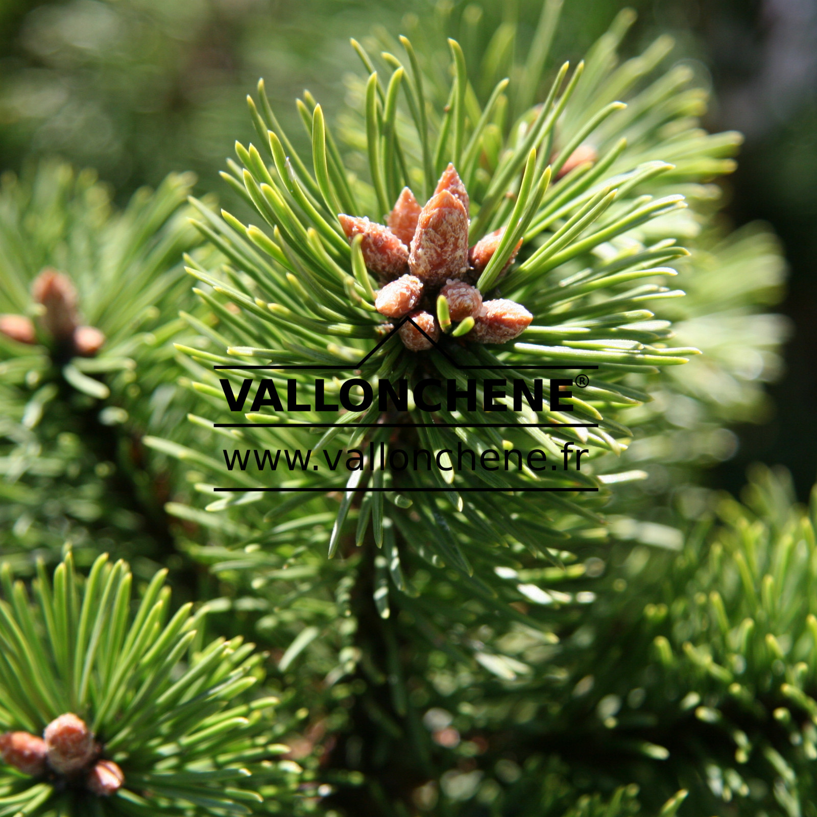 PINUS mugo 'Mumpitz' en Octobre