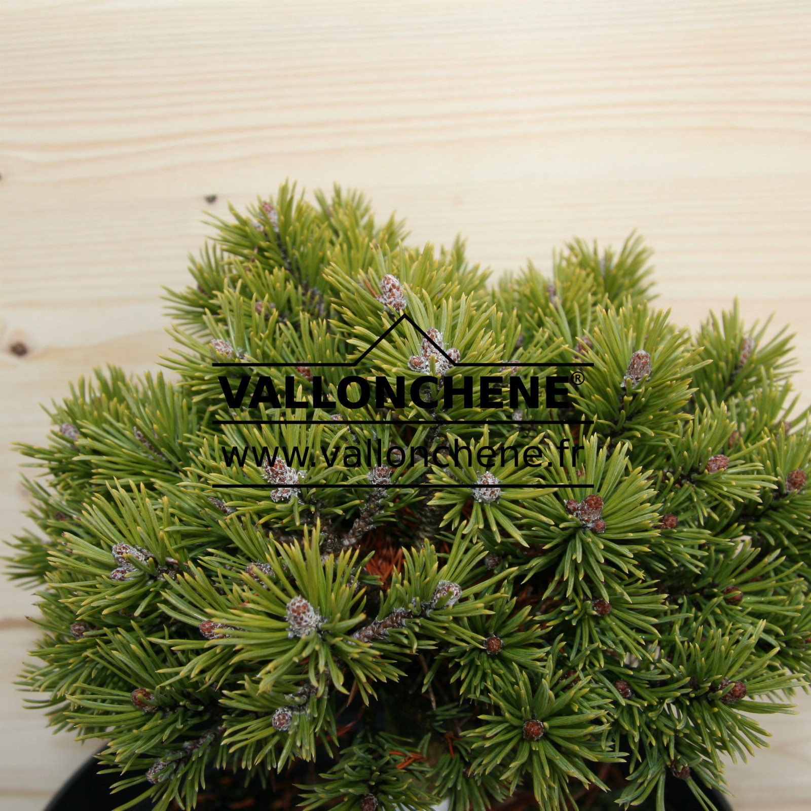PINUS mugo ‘Piggelmee’