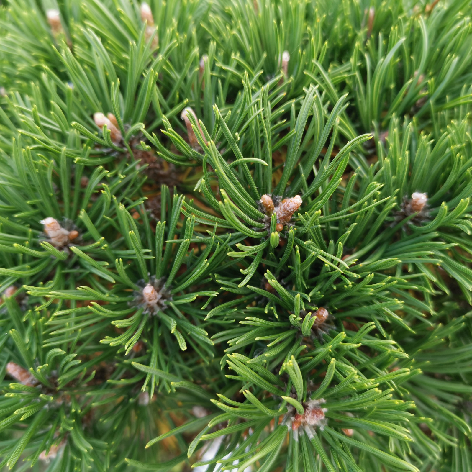 PINUS mugo ssp. uncinata 'Litomysl' en Septembre