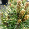 PINUS mugo ‘Sunshine’ en Avril PINUS mugo ‘Sunshine’ en Avril