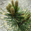 PINUS mugo ‘Sunshine’ en Avril PINUS mugo ‘Sunshine’ en Avril