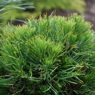 PINUS mugo 'Varella' en Février