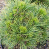 PINUS mugo ‚Varella‘ en Février