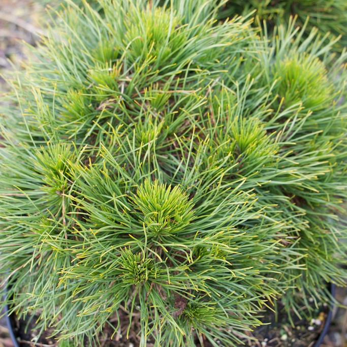 PINUS mugo ‘Varella’ en Février