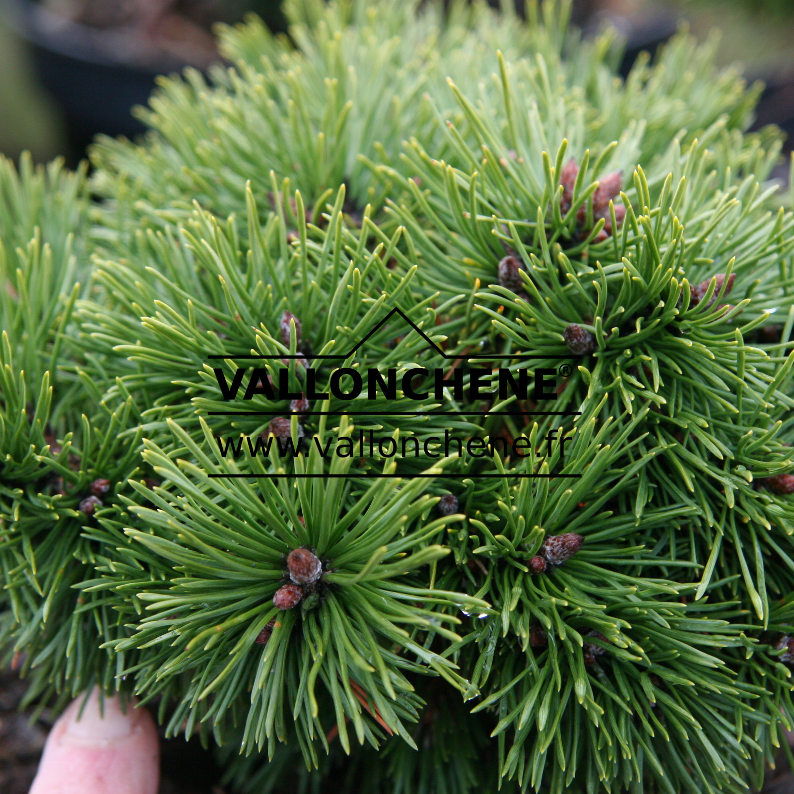 PINUS mugo ‘Walch’