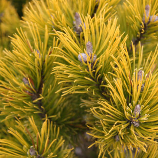 PINUS mugo 'Winter Gold' en Mars