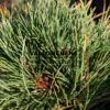 PINUS nigra ‚Black Prince‘ en Octobre