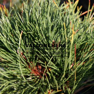 PINUS nigra 'Black Prince' en Octobre