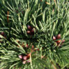 PINUS nigra ‚Black Prince‘ en Octobre