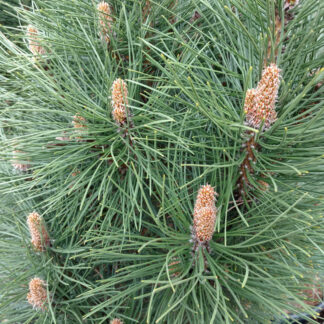 PINUS nigra 'Rondello' en Avril