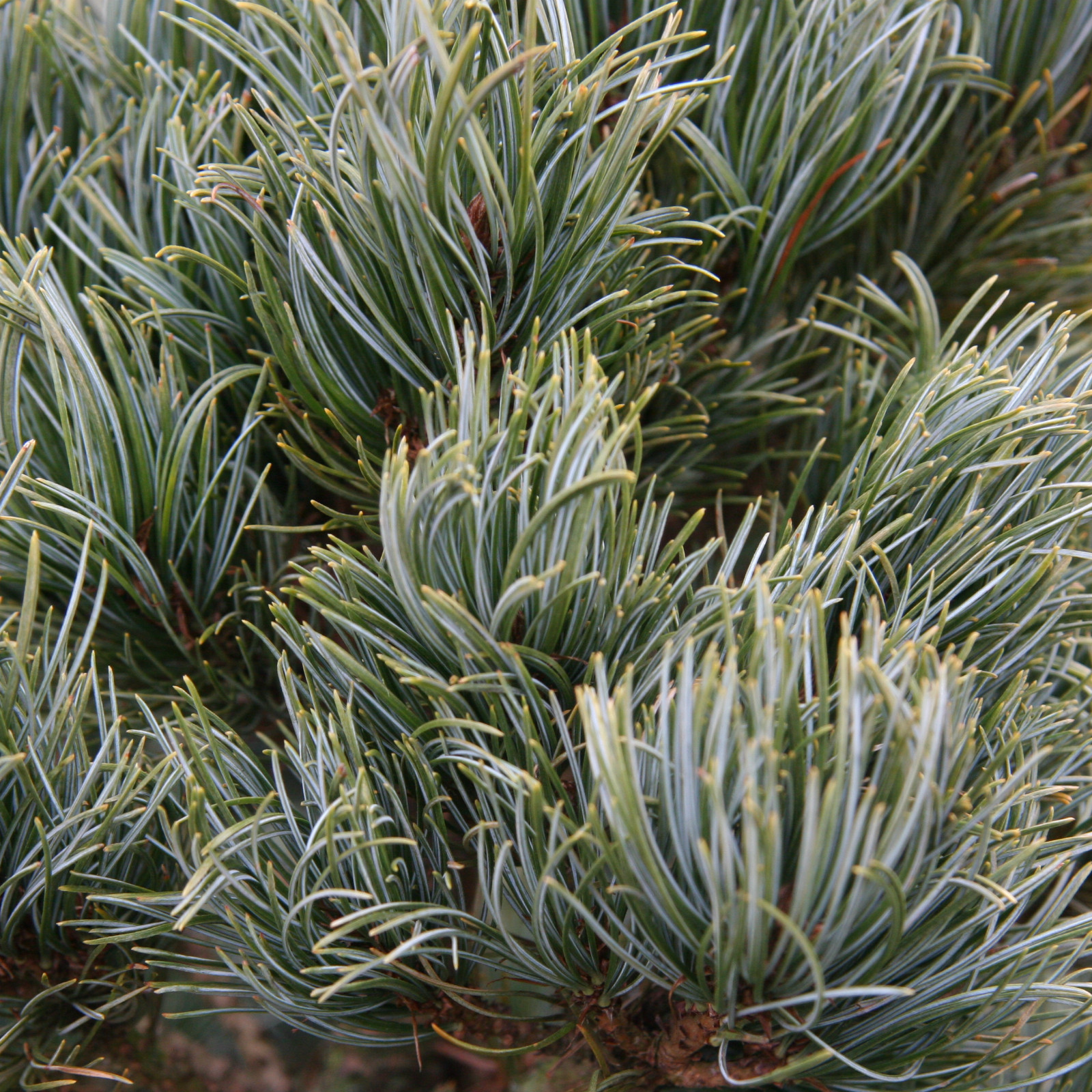 PINUS parviflora 'Bergman' en Mars